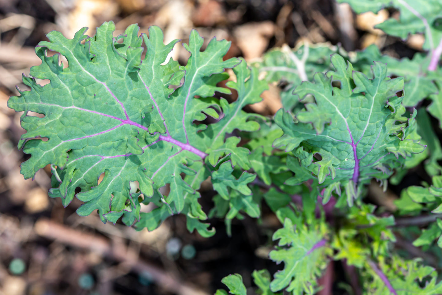 Kale - Red Russian