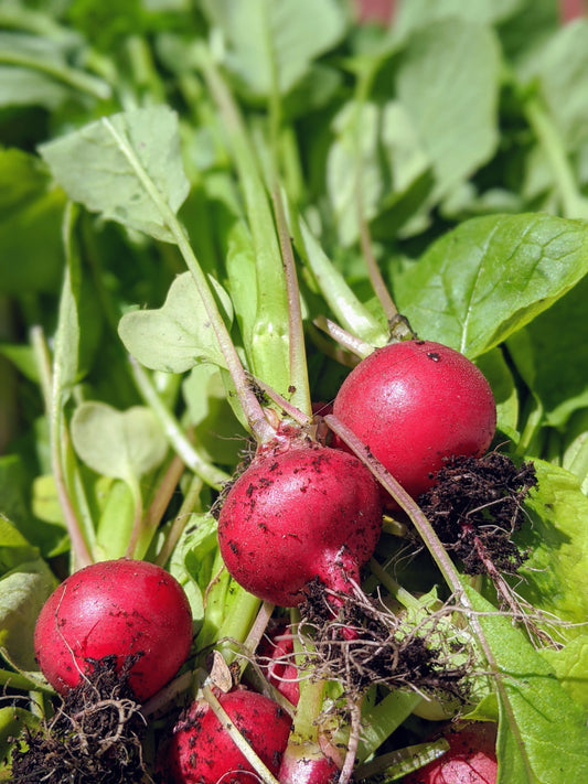 Cherry Belle Radish