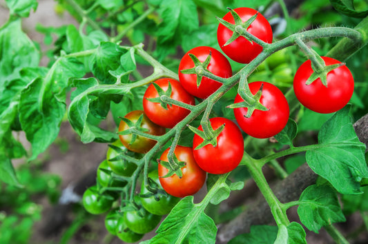 Cherry Supersweet 100 Tomatoes