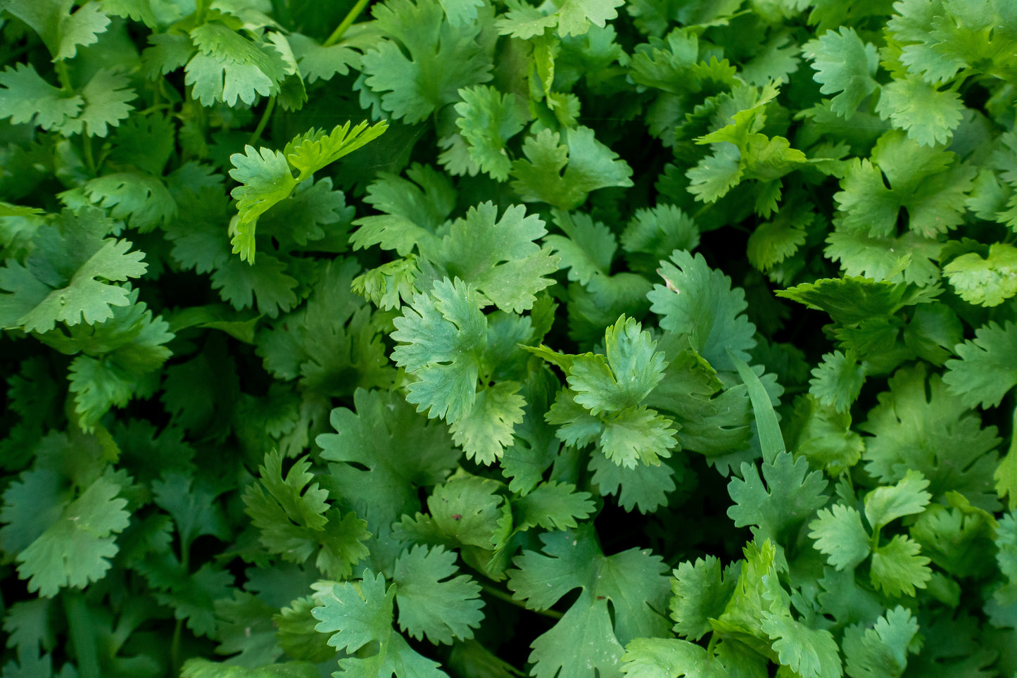 Cilantro