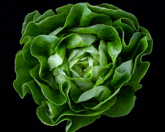 Lettuce - Little Gem