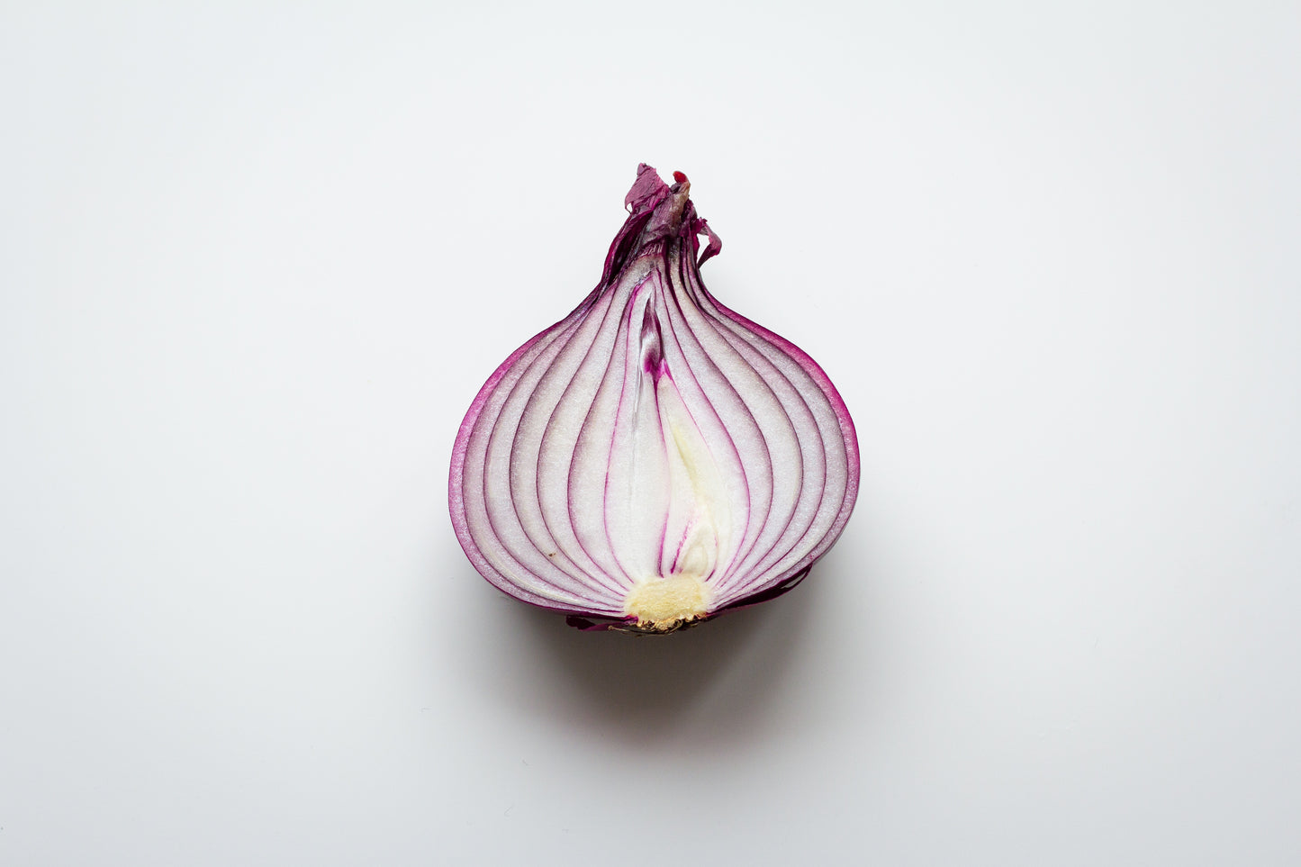 Onion - Red Burgundy