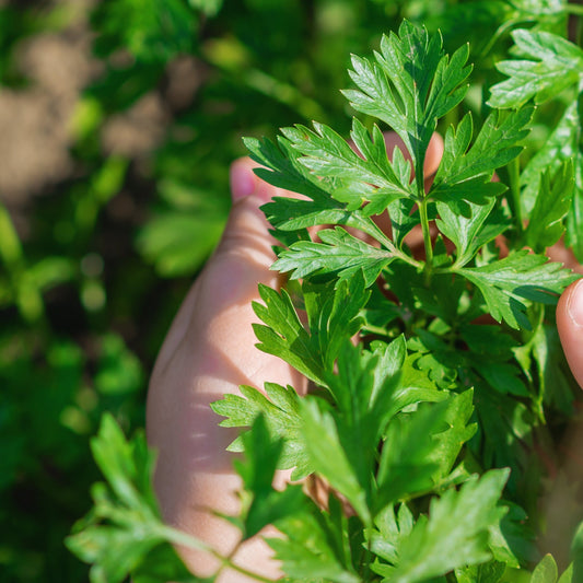 Parsley