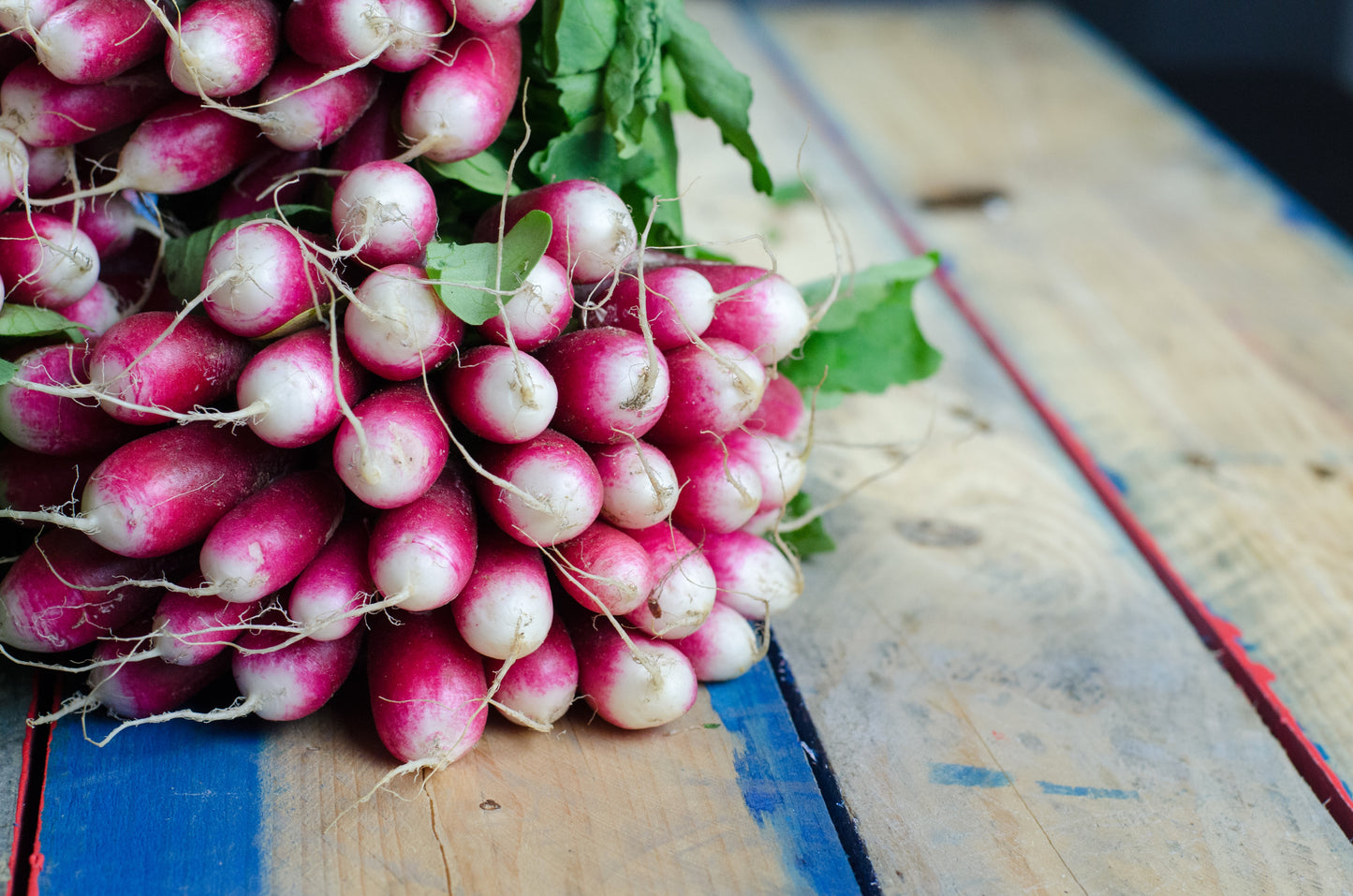 Radish - Sparkler