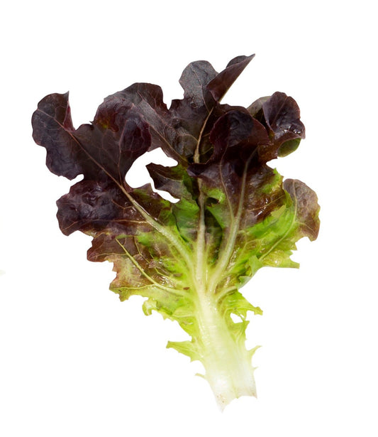 Lettuce - Tricolor Romaine Mix